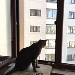 Dizayn 17x25 Kedi Sinekliği